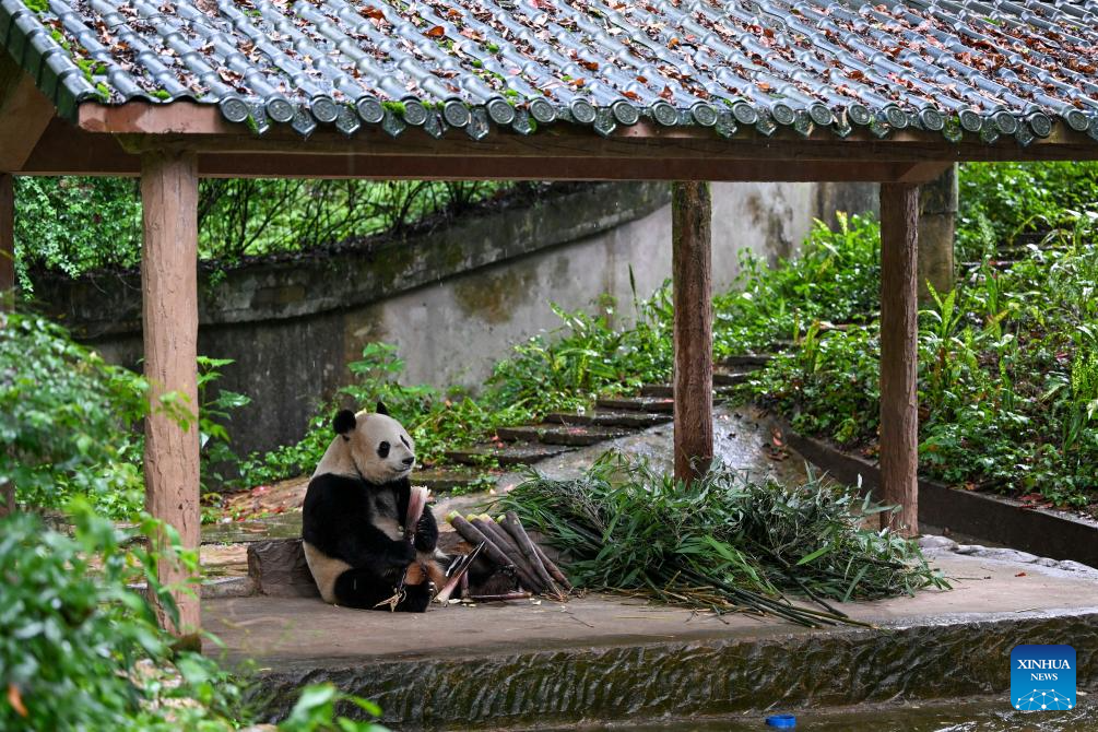 A glimpse of foreign-born giant pandas' life after returning to China