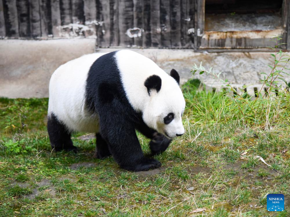 A glimpse of foreign-born giant pandas' life after returning to China