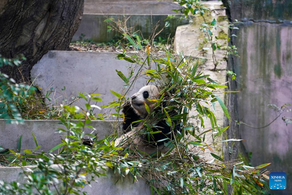 A glimpse of foreign-born giant pandas' life after returning to China