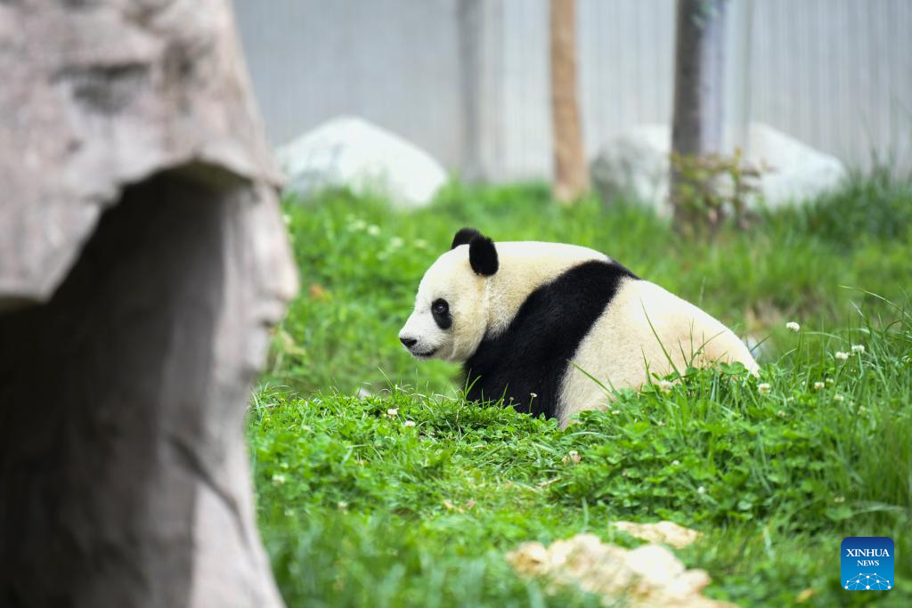 A glimpse of foreign-born giant pandas' life after returning to China