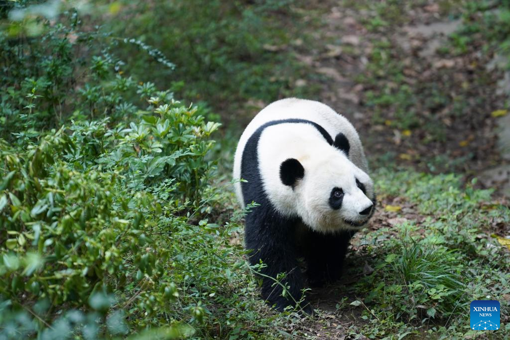 A glimpse of foreign-born giant pandas' life after returning to China