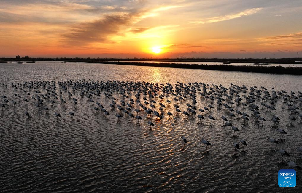 Oriental white storks attracted to Hebei's Caofeidian wetland as ecosystem improves