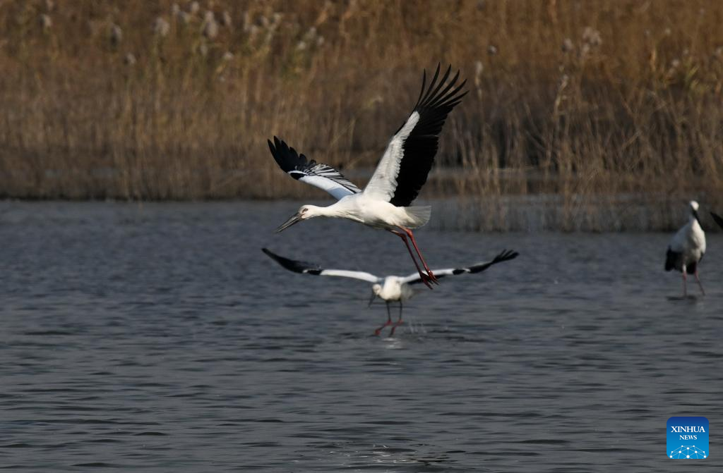 Oriental white storks attracted to Hebei's Caofeidian wetland as ecosystem improves