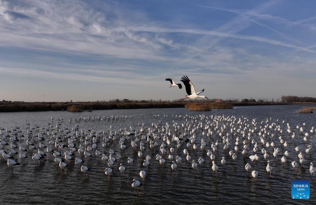 Oriental white storks attracted to Hebei's Caofeidian wetland as ecosystem improves