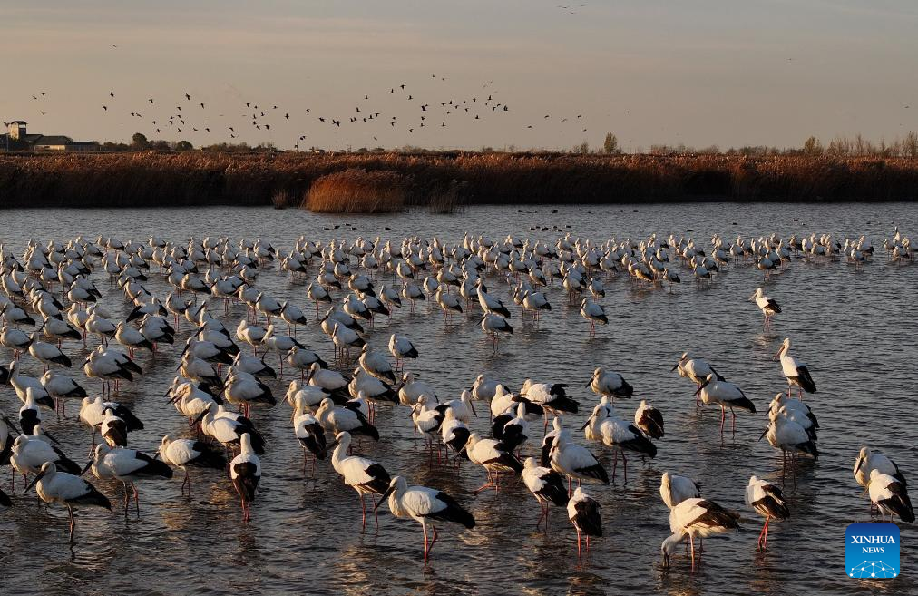 Oriental white storks attracted to Hebei's Caofeidian wetland as ecosystem improves