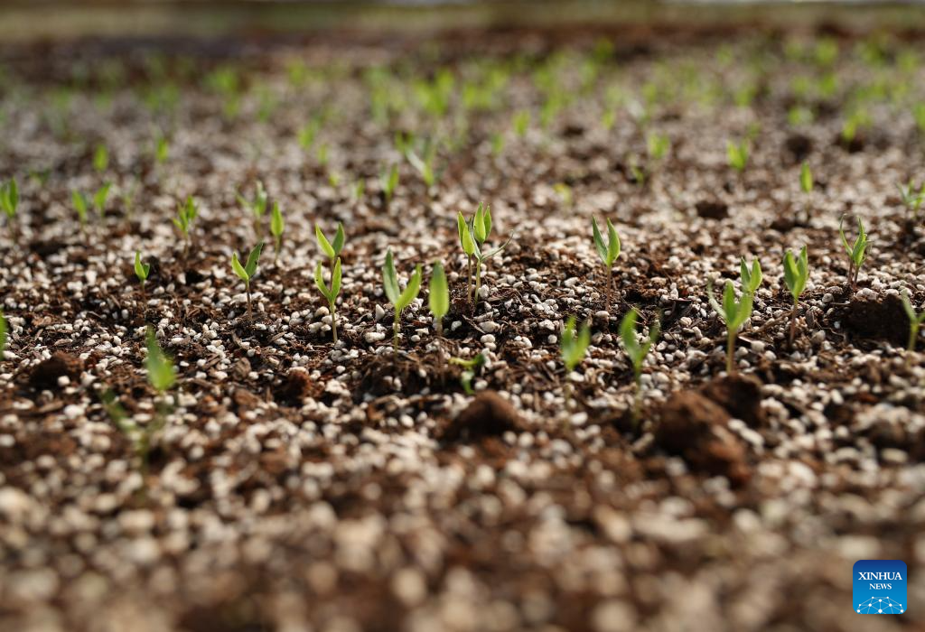 Hunan advances application of smart greenhouses in pepper planting industry