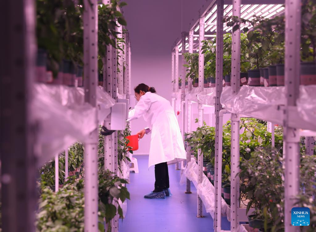 Hunan advances application of smart greenhouses in pepper planting industry