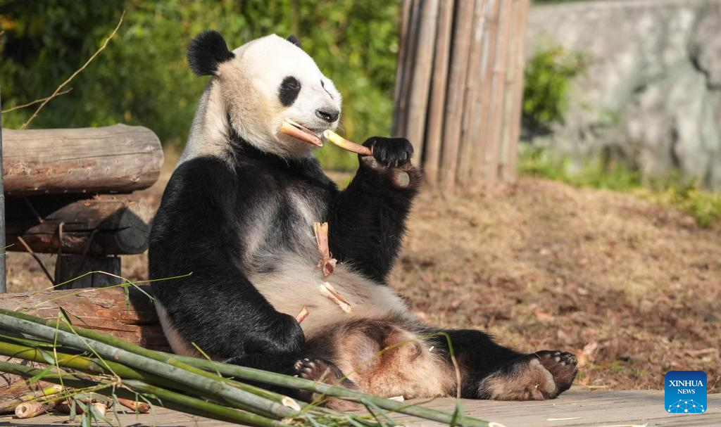 Giant pandas attract visitors in Nanjing tourist resort