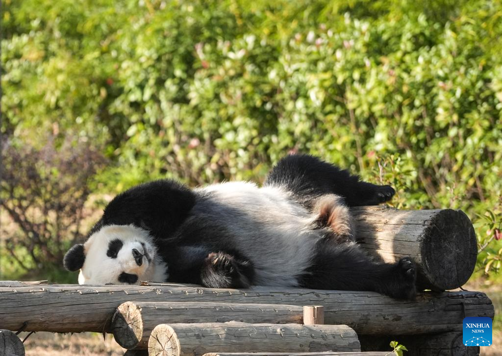 Giant pandas attract visitors in Nanjing tourist resort