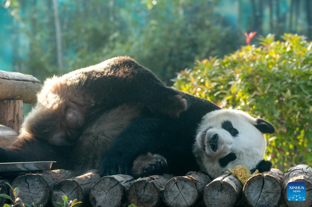 Giant pandas attract visitors in Nanjing tourist resort