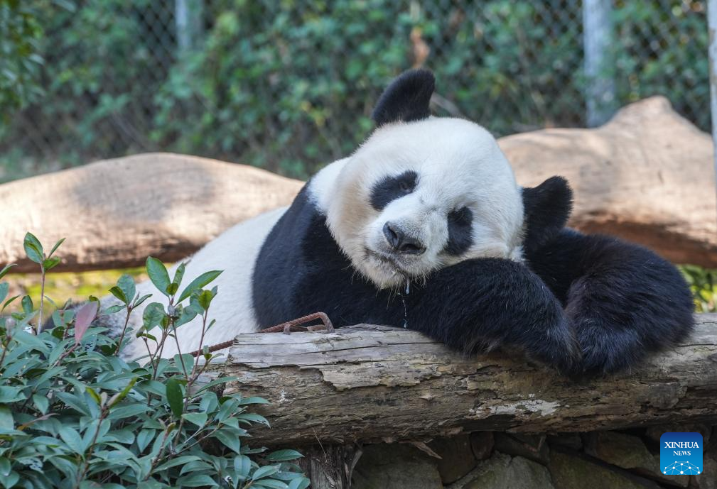 Giant pandas attract visitors in Nanjing tourist resort