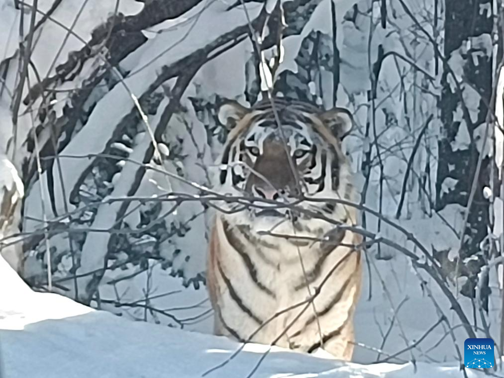 Endangered Siberian tiger spotted in northeast China nature reserve