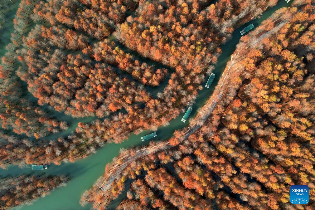 Scenery of bald cypress forests in Anhui