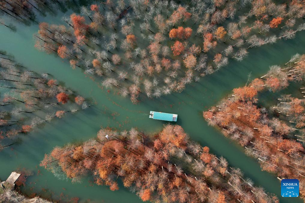 Scenery of bald cypress forests in Anhui