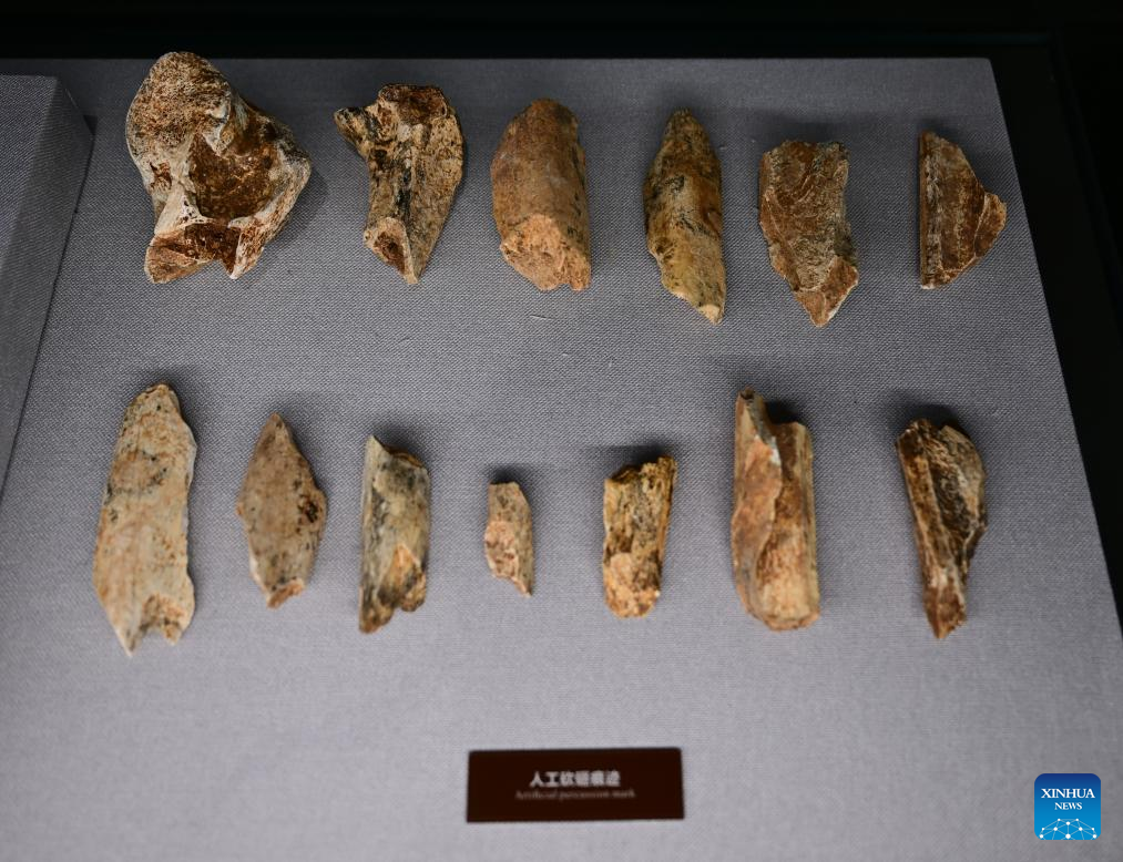 China Focus: China discovers landmark human evolution fossils