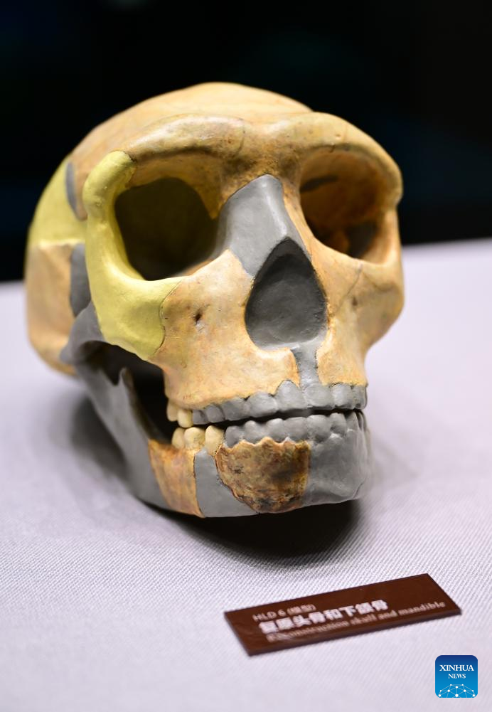 China Focus: China discovers landmark human evolution fossils