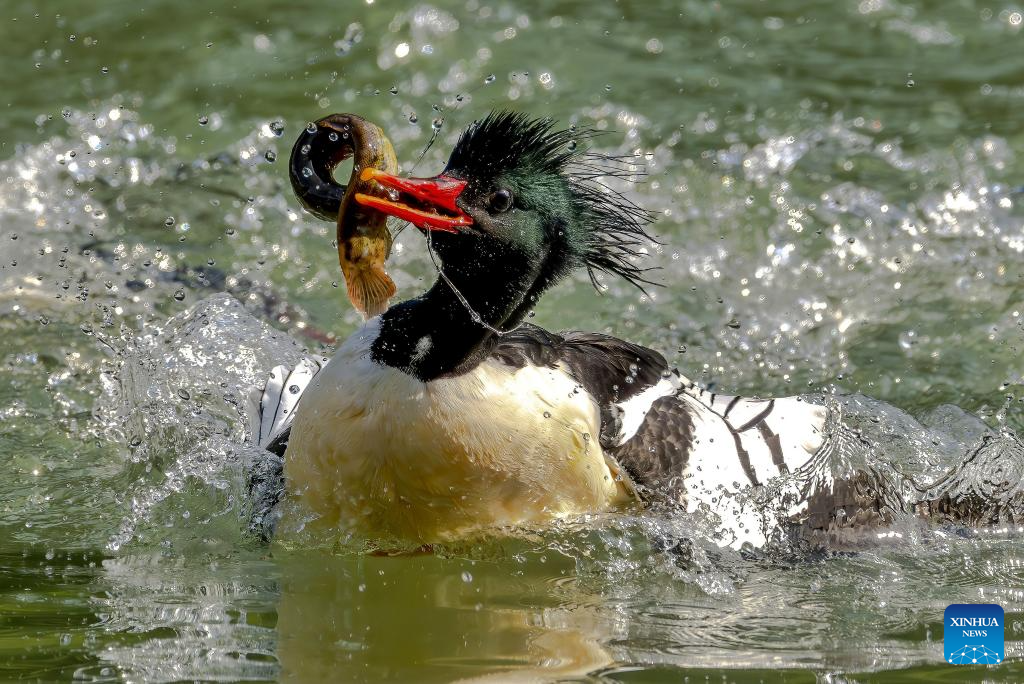 In pics: Chinese Mergansers in Yongtai, China's Fujian