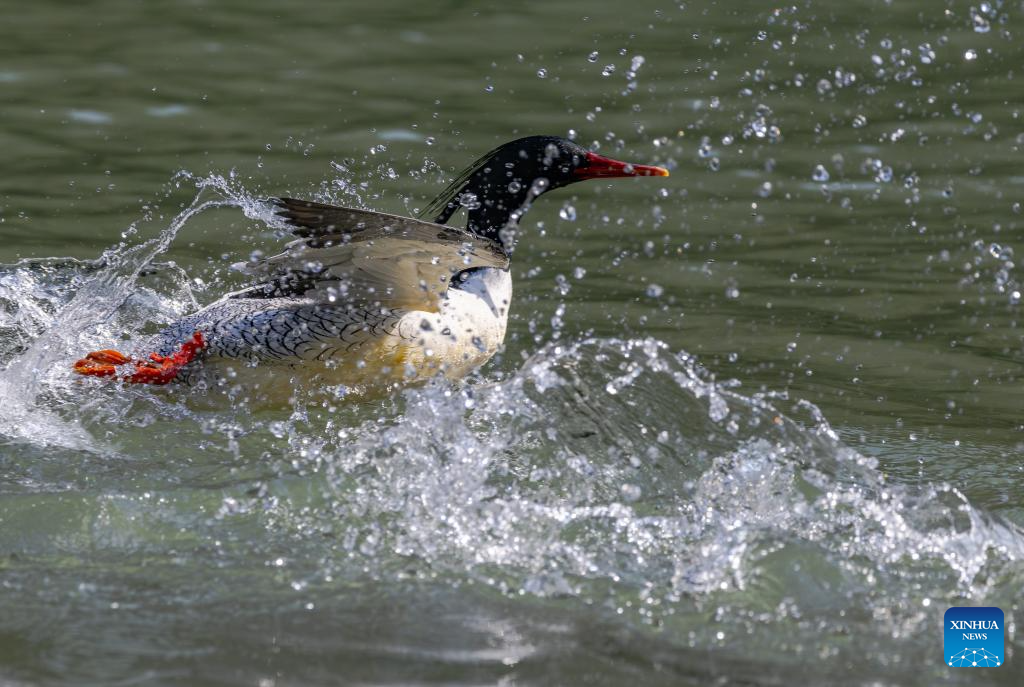 In pics: Chinese Mergansers in Yongtai, China's Fujian