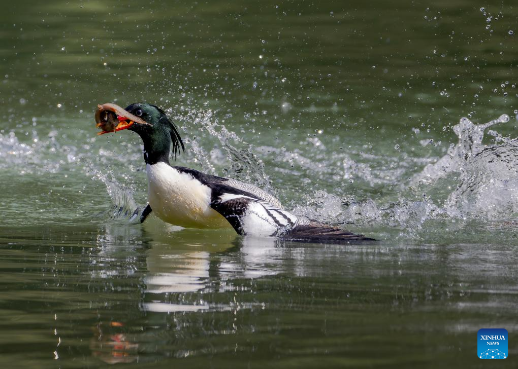 In pics: Chinese Mergansers in Yongtai, China's Fujian