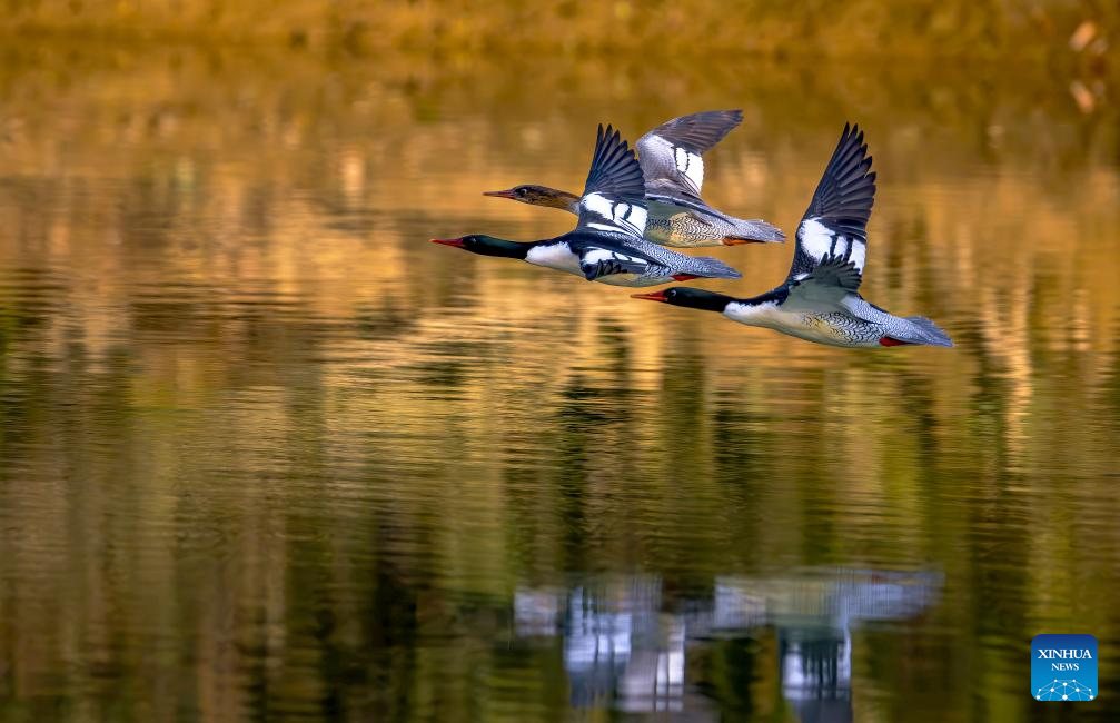 In pics: Chinese Mergansers in Yongtai, China's Fujian