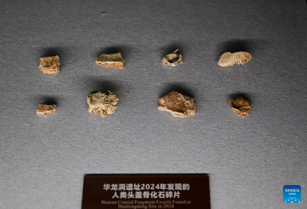 China Focus: China discovers landmark human evolution fossils