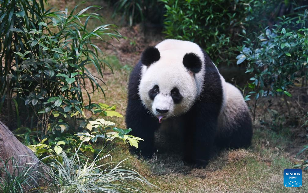 Giant panda pair gifted to Hong Kong make public debut