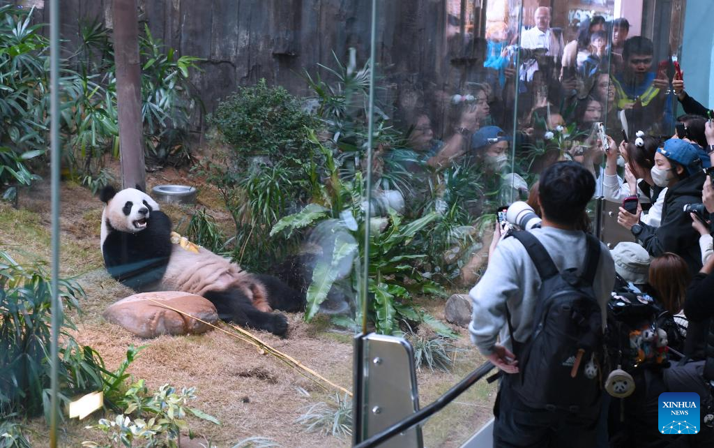 Giant panda pair gifted to Hong Kong make public debut