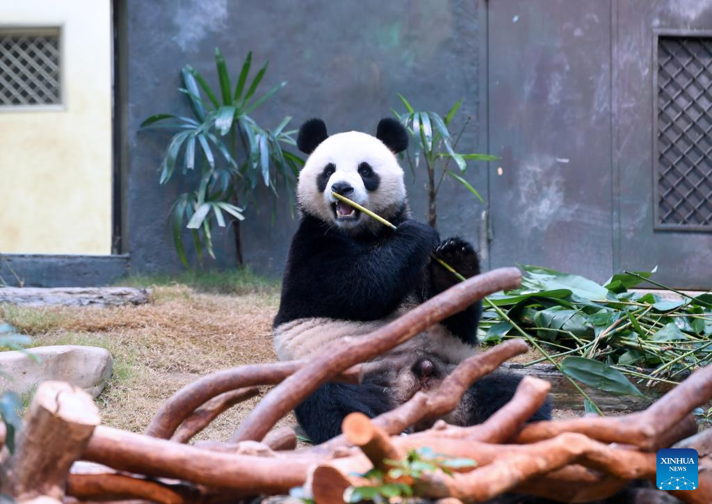 Giant panda pair gifted to Hong Kong make public debut