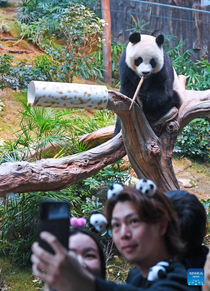 Giant panda pair gifted to Hong Kong make public debut