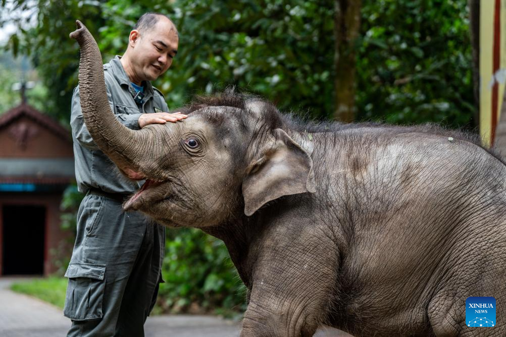 Rescued wild elephant calf in SW China makes good recovery