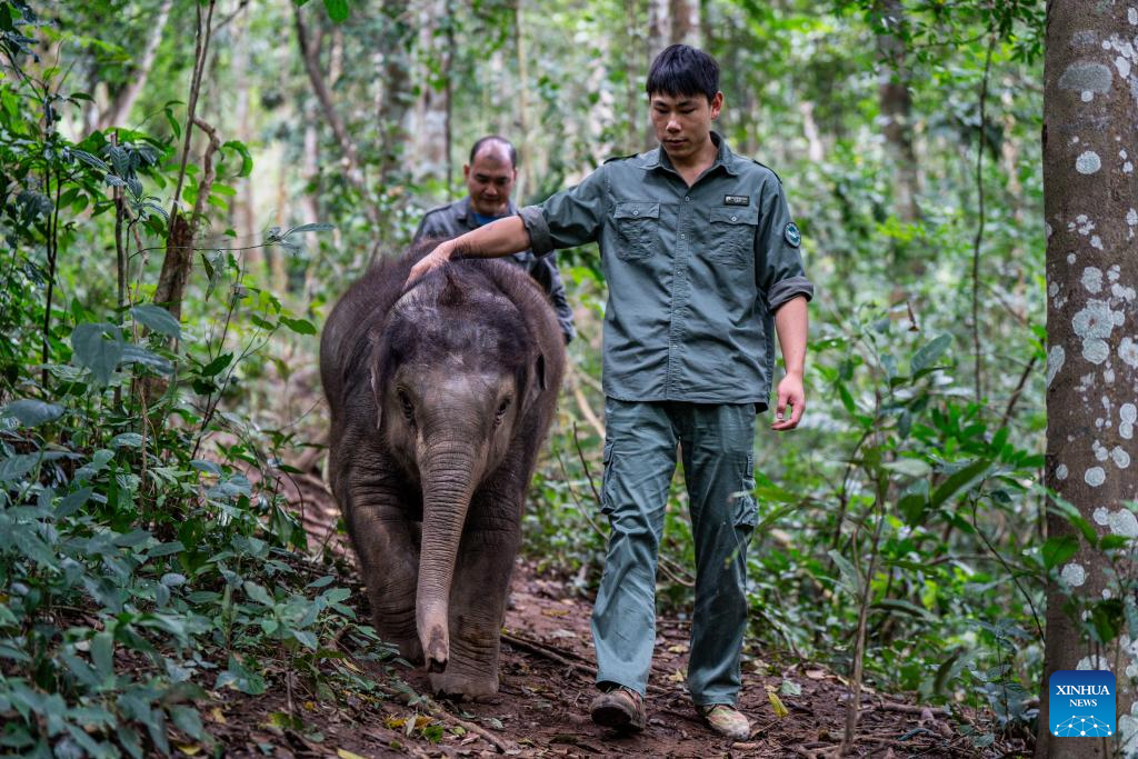 Rescued wild elephant calf in SW China makes good recovery