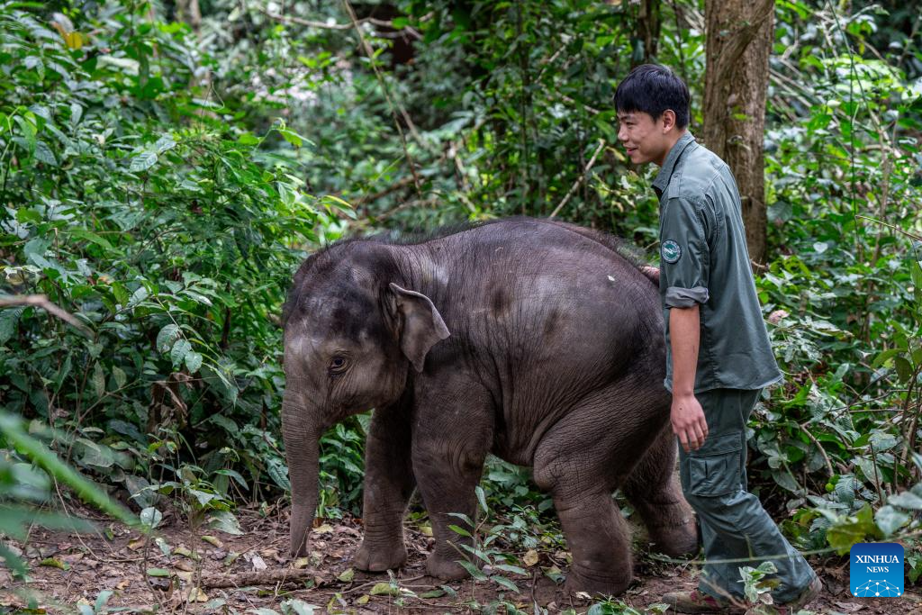 Rescued wild elephant calf in SW China makes good recovery