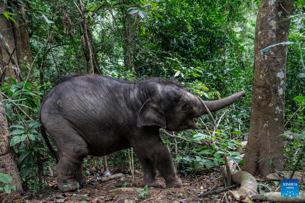 Rescued wild elephant calf in SW China makes good recovery