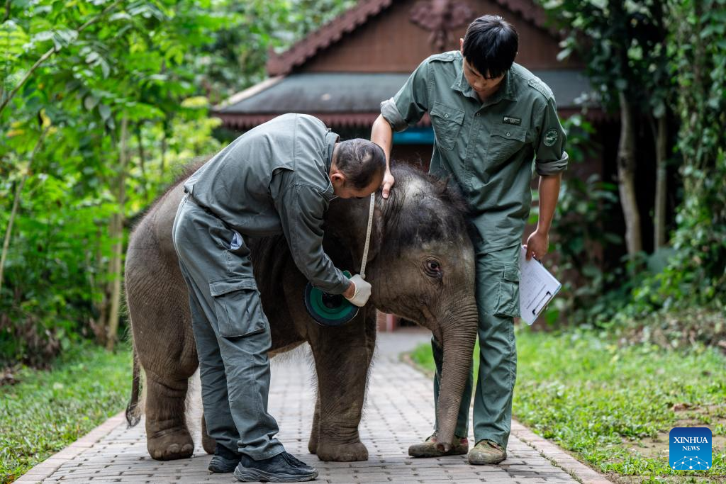 Rescued wild elephant calf in SW China makes good recovery