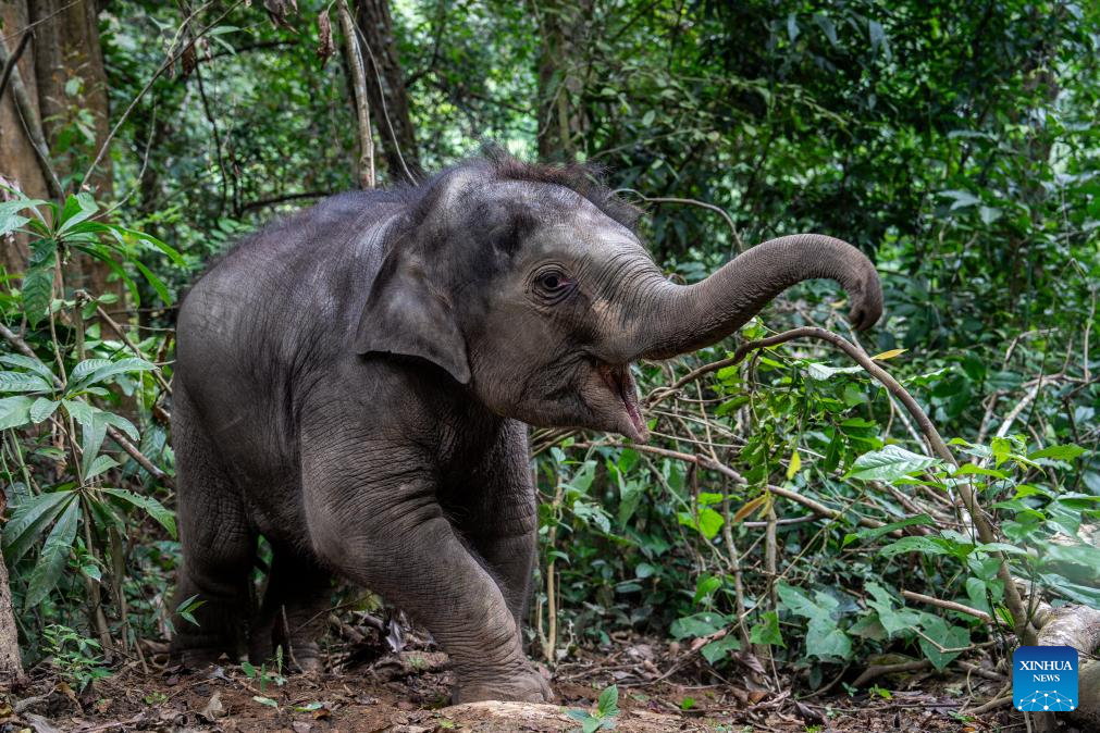 Rescued wild elephant calf in SW China makes good recovery