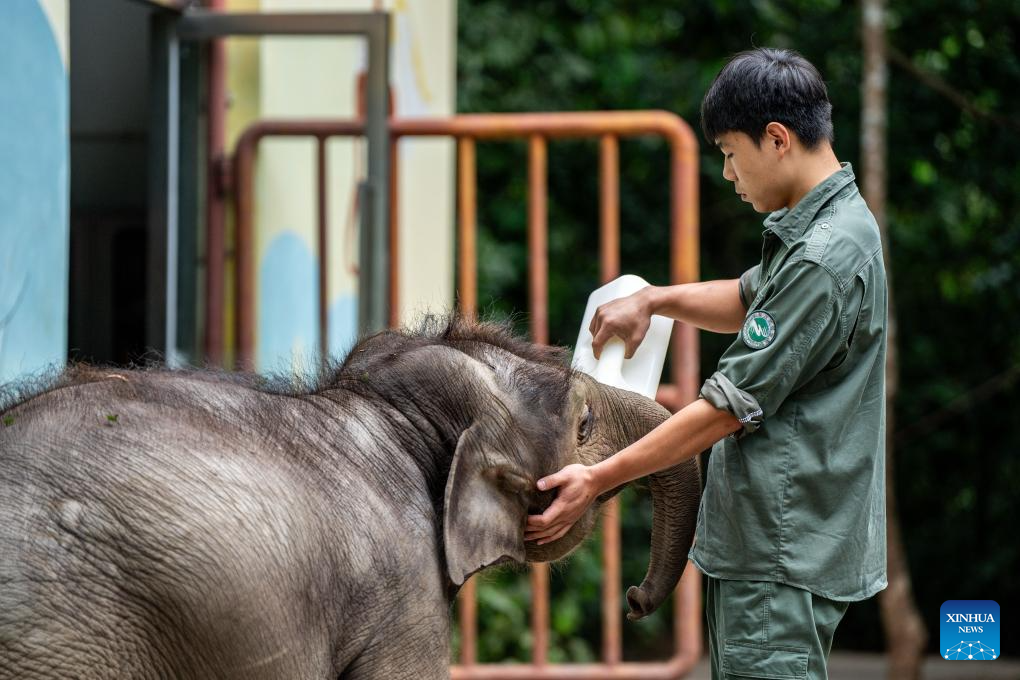 Rescued wild elephant calf in SW China makes good recovery