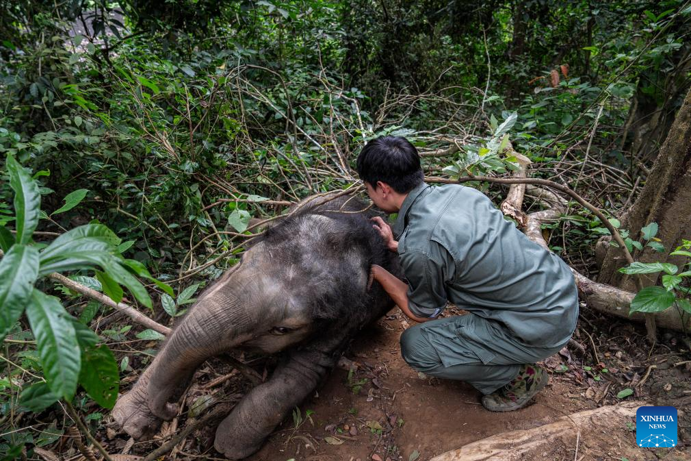 Rescued wild elephant calf in SW China makes good recovery