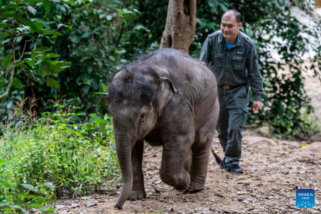 Rescued wild elephant calf in SW China makes good recovery