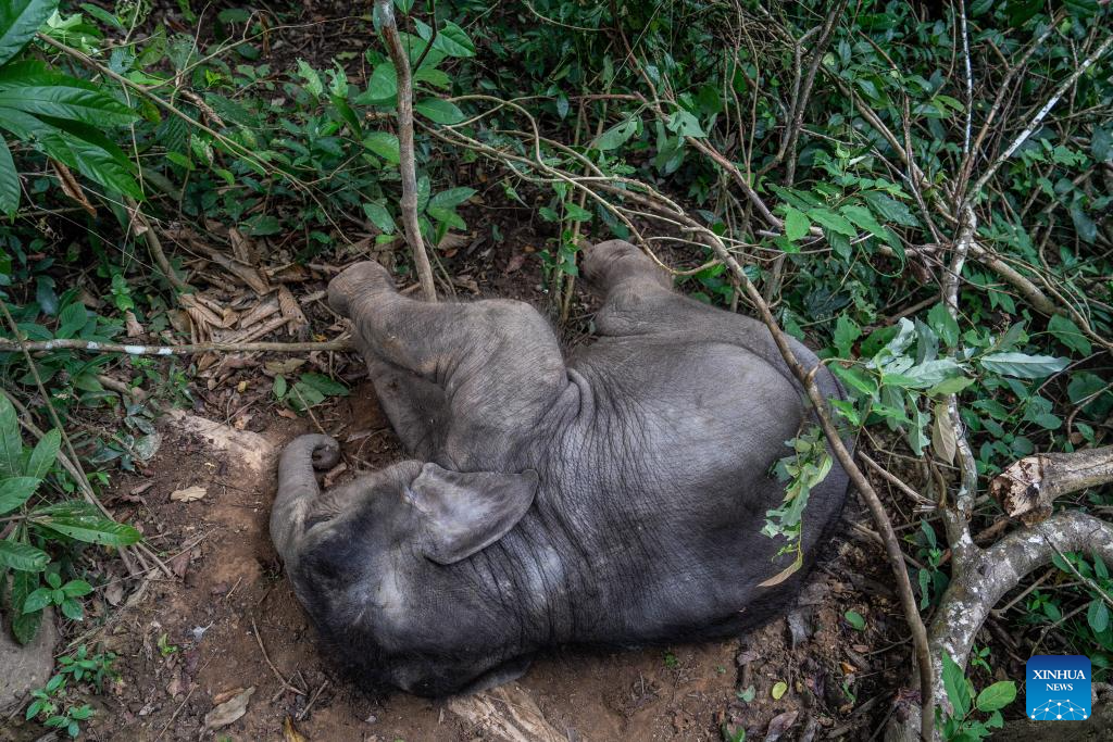 Rescued wild elephant calf in SW China makes good recovery