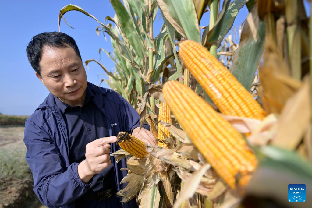 University professor committed to transforming saline-alkali land into arable land