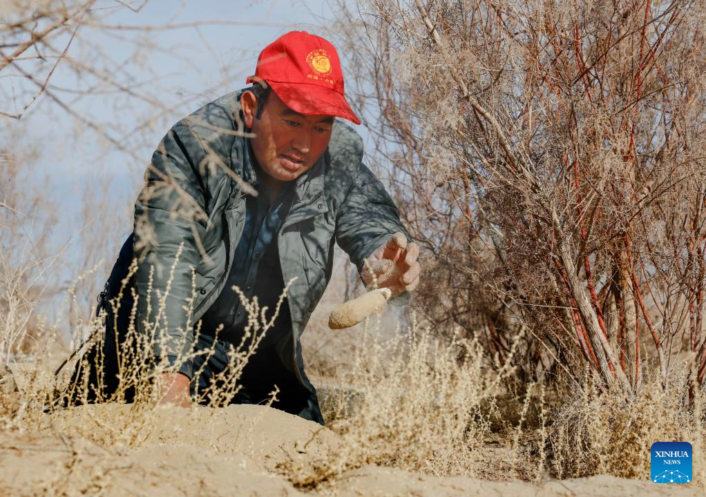 Desert control project in Xinjiang improves farmer's life