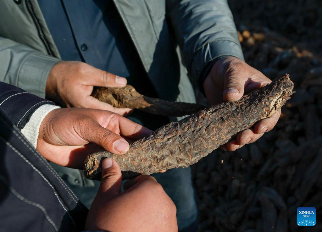 Desert control project in Xinjiang improves farmer's life