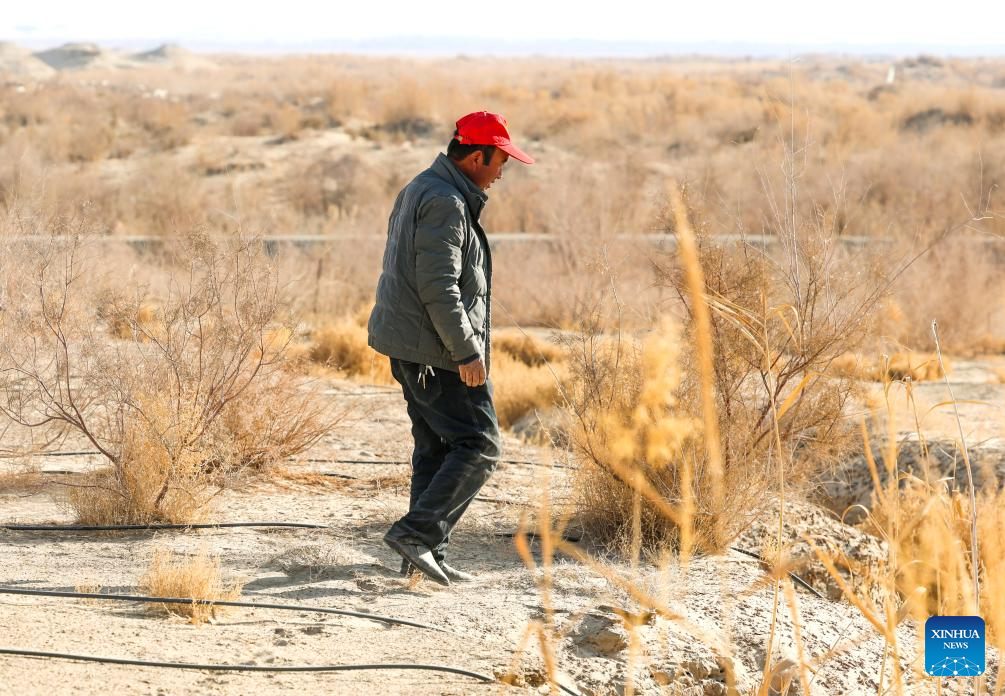 Desert control project in Xinjiang improves farmer's life