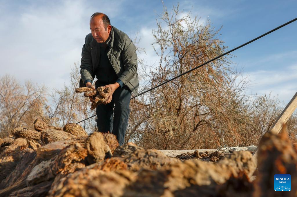 Desert control project in Xinjiang improves farmer's life