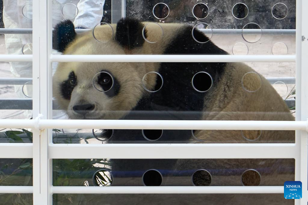 Three giant pandas born in Belgium return to China