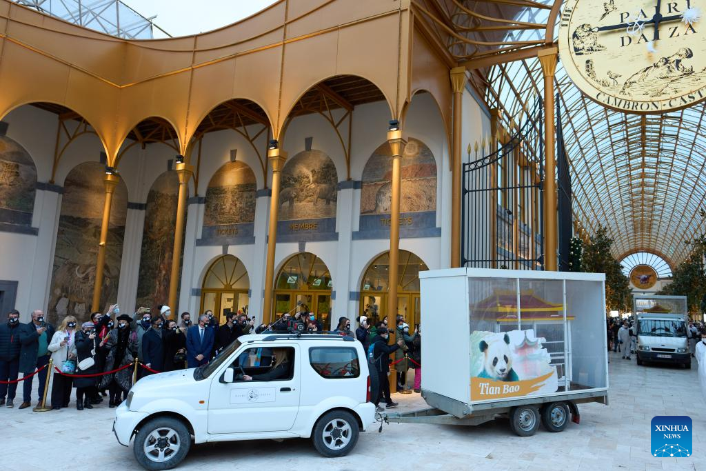 Three giant pandas born in Belgium return to China