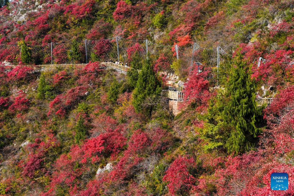 Red leaves dye mountains along Wuxia Gorge in SW China's Chongqing