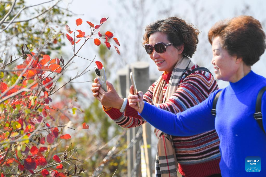 Red leaves dye mountains along Wuxia Gorge in SW China's Chongqing