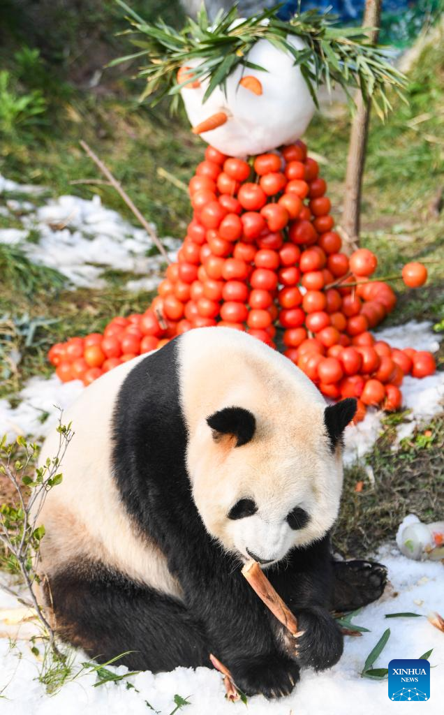 Locajoy animal theme park in Chongqing holds celebration for four giant pandas