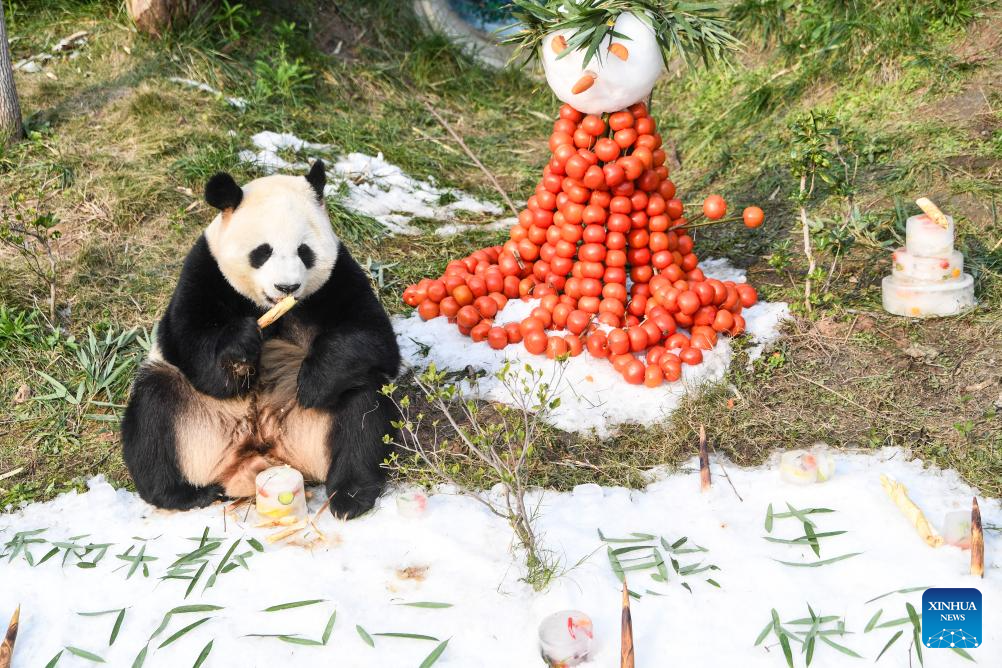 Locajoy animal theme park in Chongqing holds celebration for four giant pandas